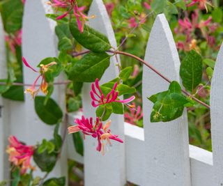 Coral honeysuckle growing on white picket fence