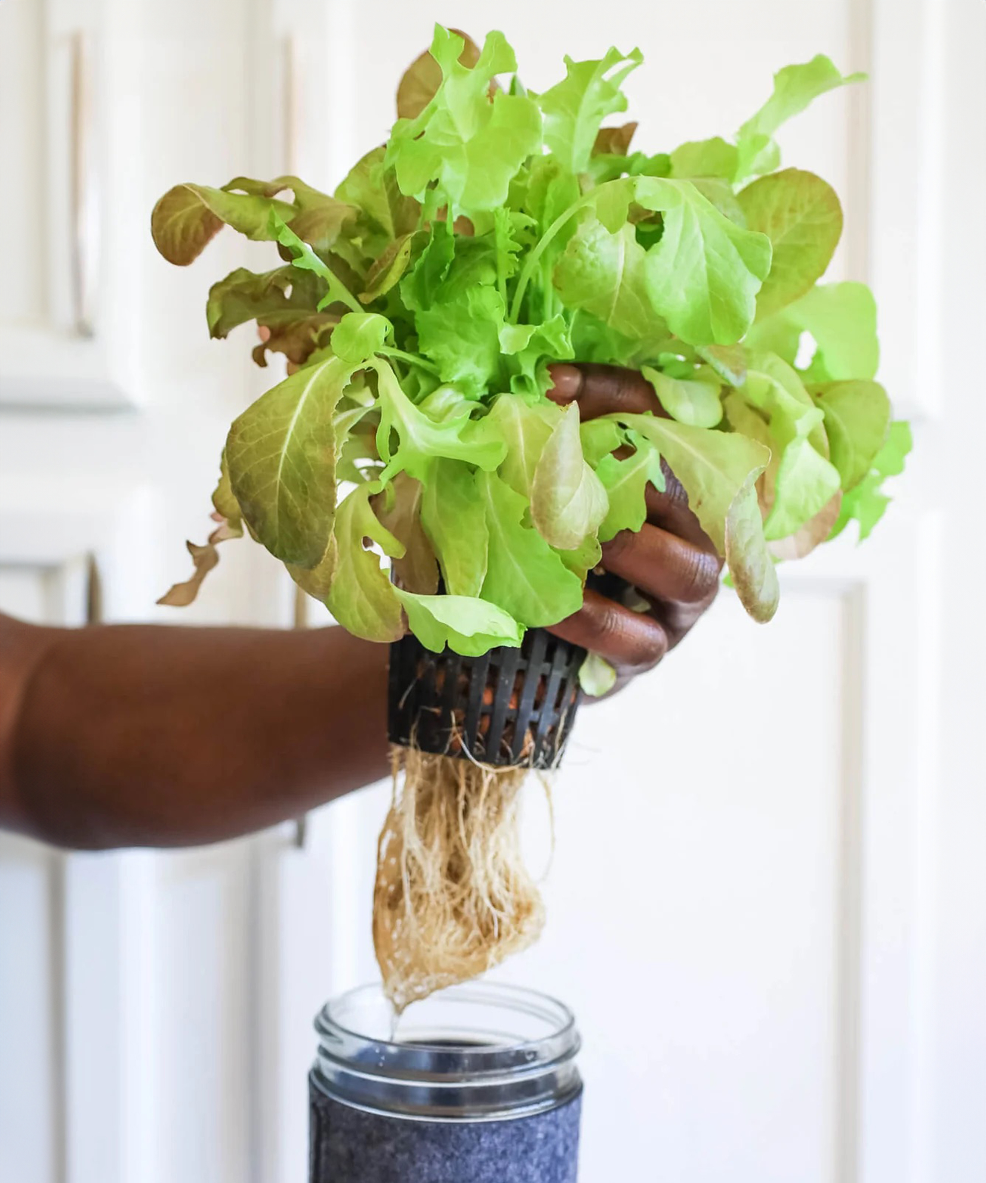 Holding hydroponic lettuce