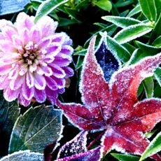 fall flowers and leaves covered in frost