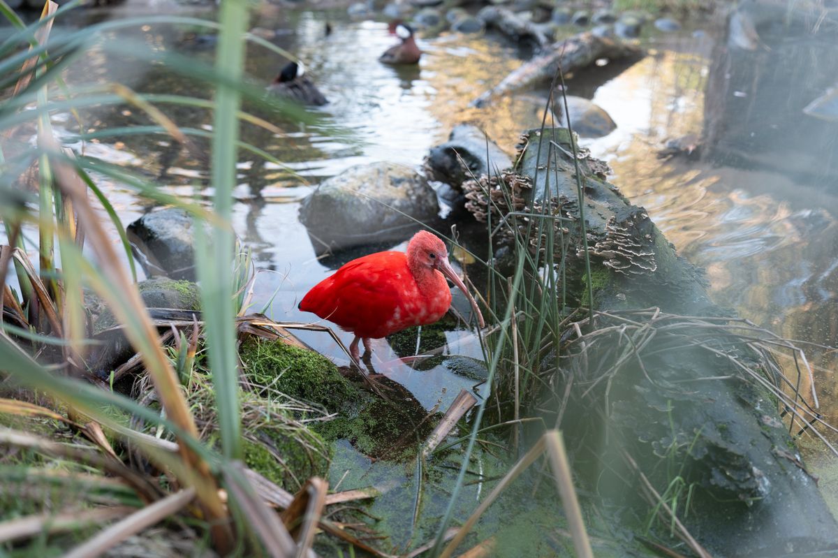A scarlet ibis sitting at the edge of a small pond