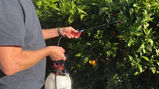 Spraying neem oil onto plant