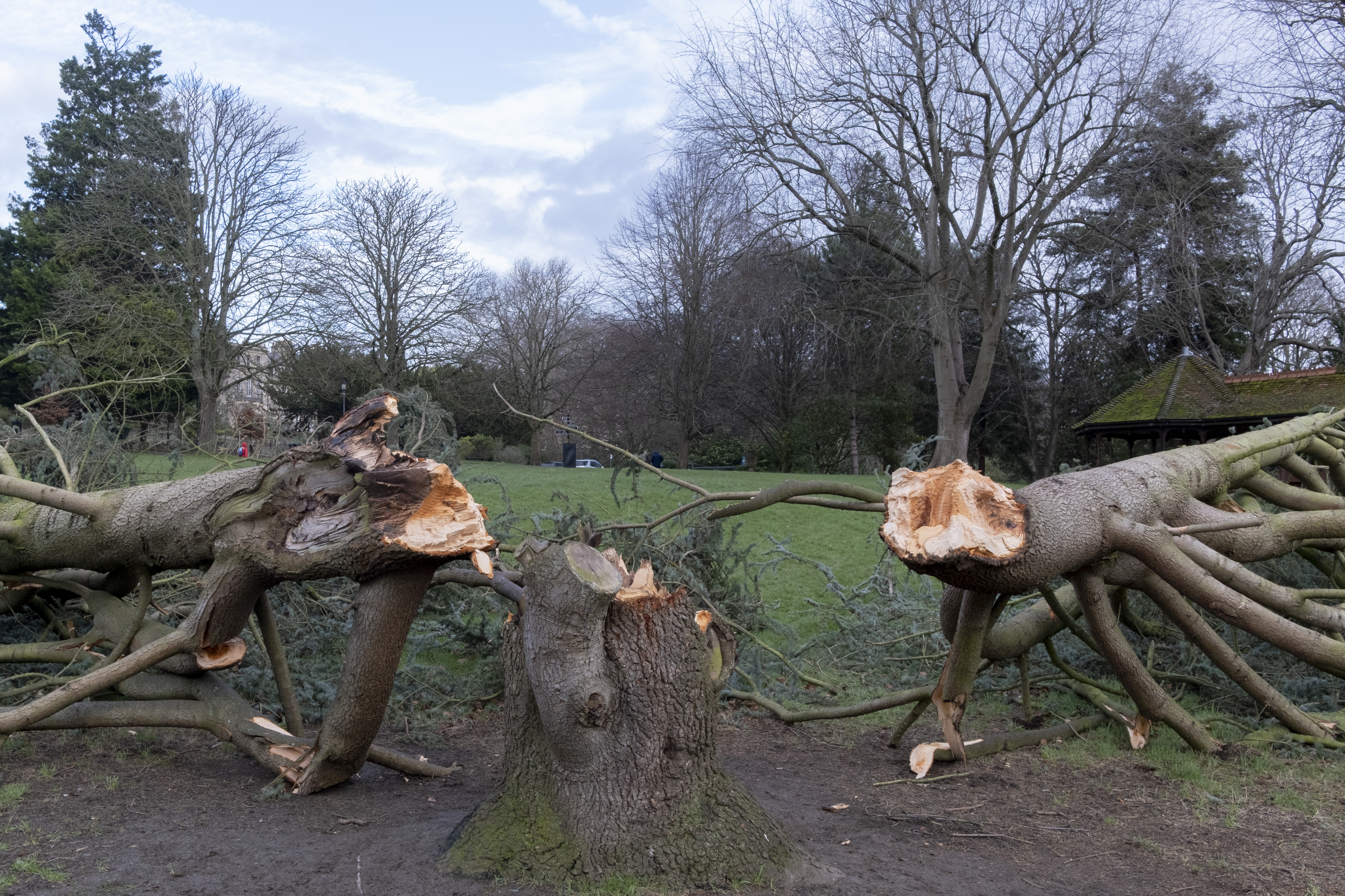 The aftermath of a fallen tree that has split in two in Victoria Park after Storm Eunice