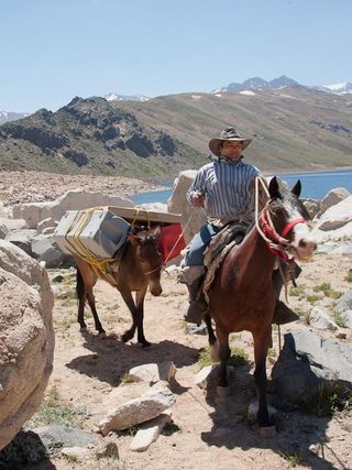 Oliver, one of the arrieros (Chilean cowboys) who helped PLL resolve its transportation problem, leads a mule laden with equipment into PLL Base Camp.