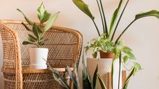 Tropical plants next to a rattan chair