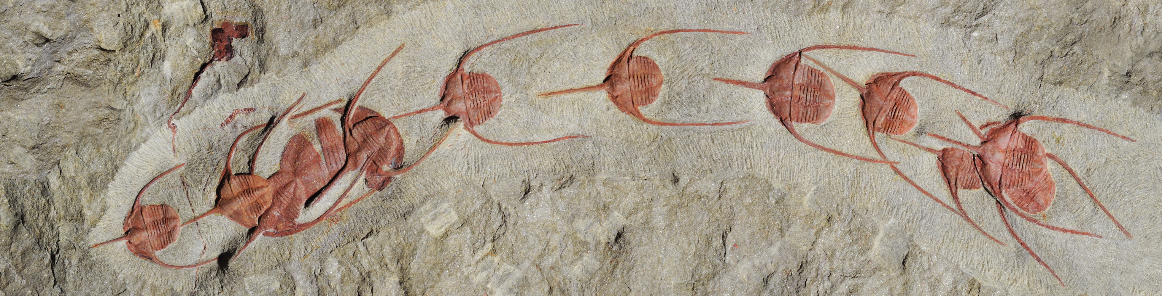 Fossilized trilobites in a queue.
