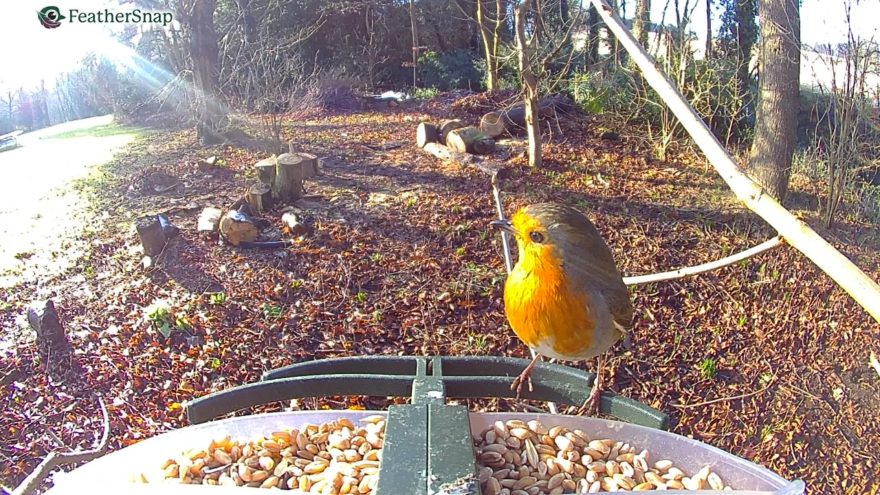 Garden bird on a bird feeder, taken with the FeatherSnap Scout bird feeder camera