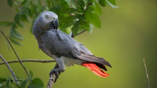 African Grey Parrot