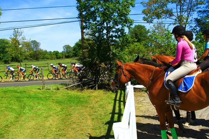 Thoroughbreds take a break to watch the other thoroughbreds.