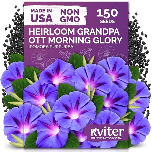 Kviter 150 Grandpa Ott Morning Glory Seeds (ipomoea Purpurea) &amp;ndash; Vine Purple Climbing Blooms Flower Seeds to Plant Outside &amp;ndash; Pollinator Heirloom Seed Packets for Garden, Trellises, Outdoor Flower Beds