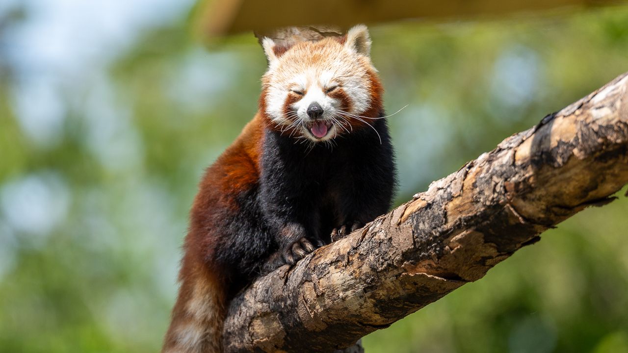 happy red panda sat in a tree