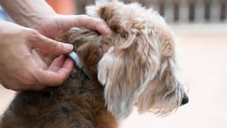 safest flea treatment for dogs