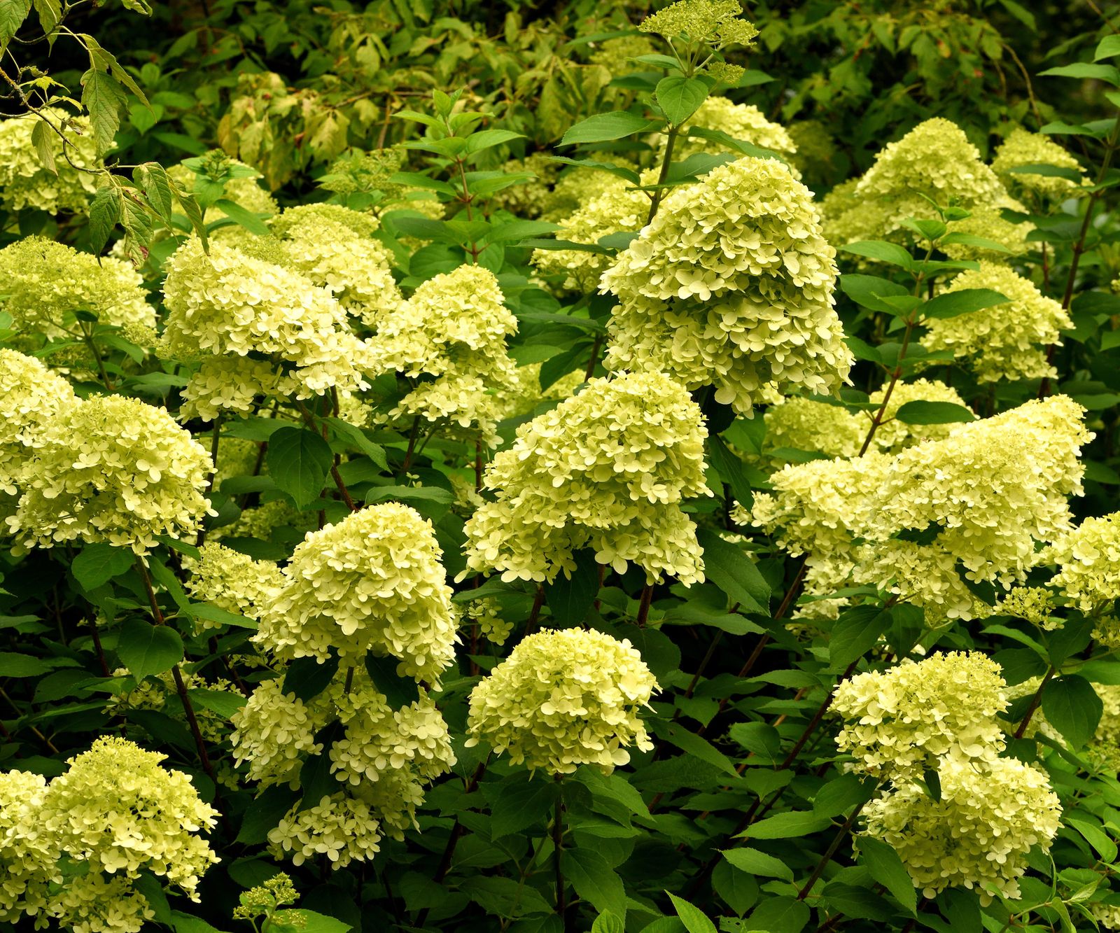 Best hydrangea varieties 15 great flowering shrubs to try Homes