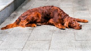 Irish setter lying down