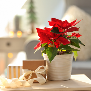 Red poinsettia plant in pot with christmas gifts