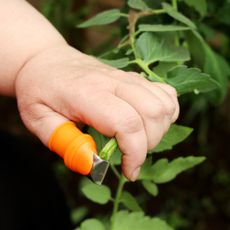 hand pruning tomato plants with thumb knife
