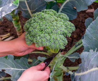 Woman harvests head of broccoli from plant with knife