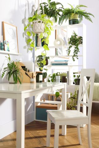 White bookcase and houseplants as room divider by Furniture and Choice