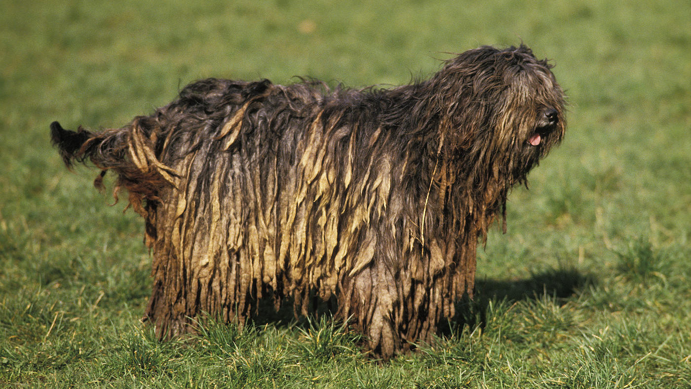 Bergamasco Sheepdog is a rare breed from the Italian Alps