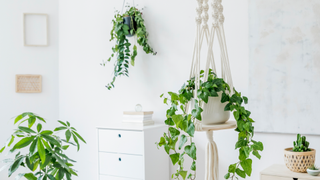 Hanging plants