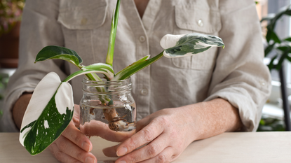 Woman holding a jar with philodendron white wizard plant cutting being propagated 