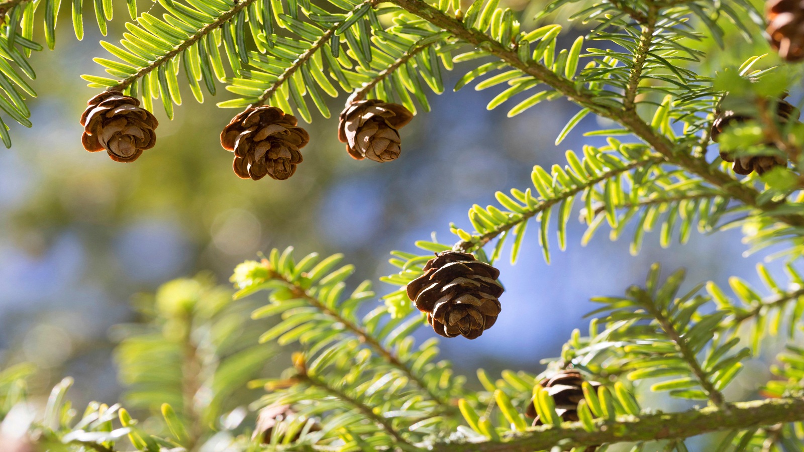 Eastern hemlock, Tsuga canadensis 