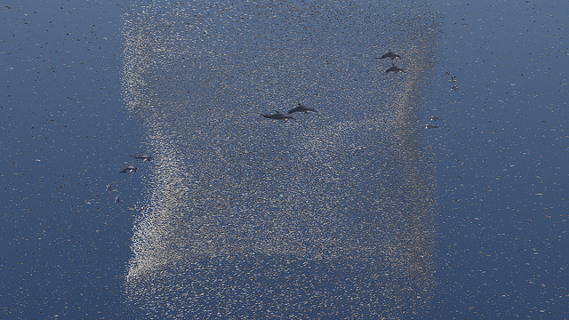 dolphins hunting prey, ocean ecosystems news, ocean food chain, marine ecosystems, how food is distributed in the ocean, where animals find food in the ocean, earth, animals