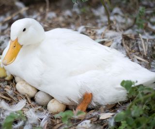 duck sitting on eggs in garden