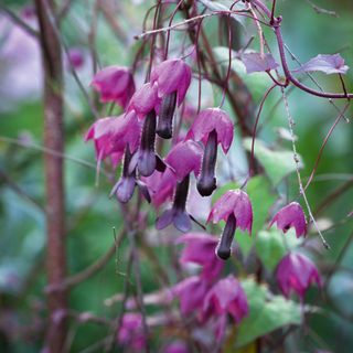 Rhodochiton astosanguineus ‘Purple bells’ plant