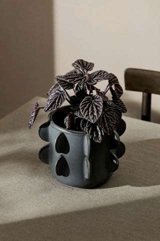 black stoneware pot with peperomia plant on table