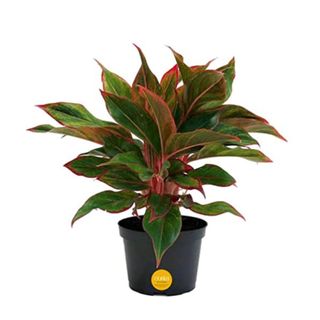 A Chinese evergreen plant with green and pink leaves