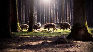 A group of wild boar in the woods