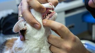 Vet dentist looking at red and swollen gums of a cat in a clinic