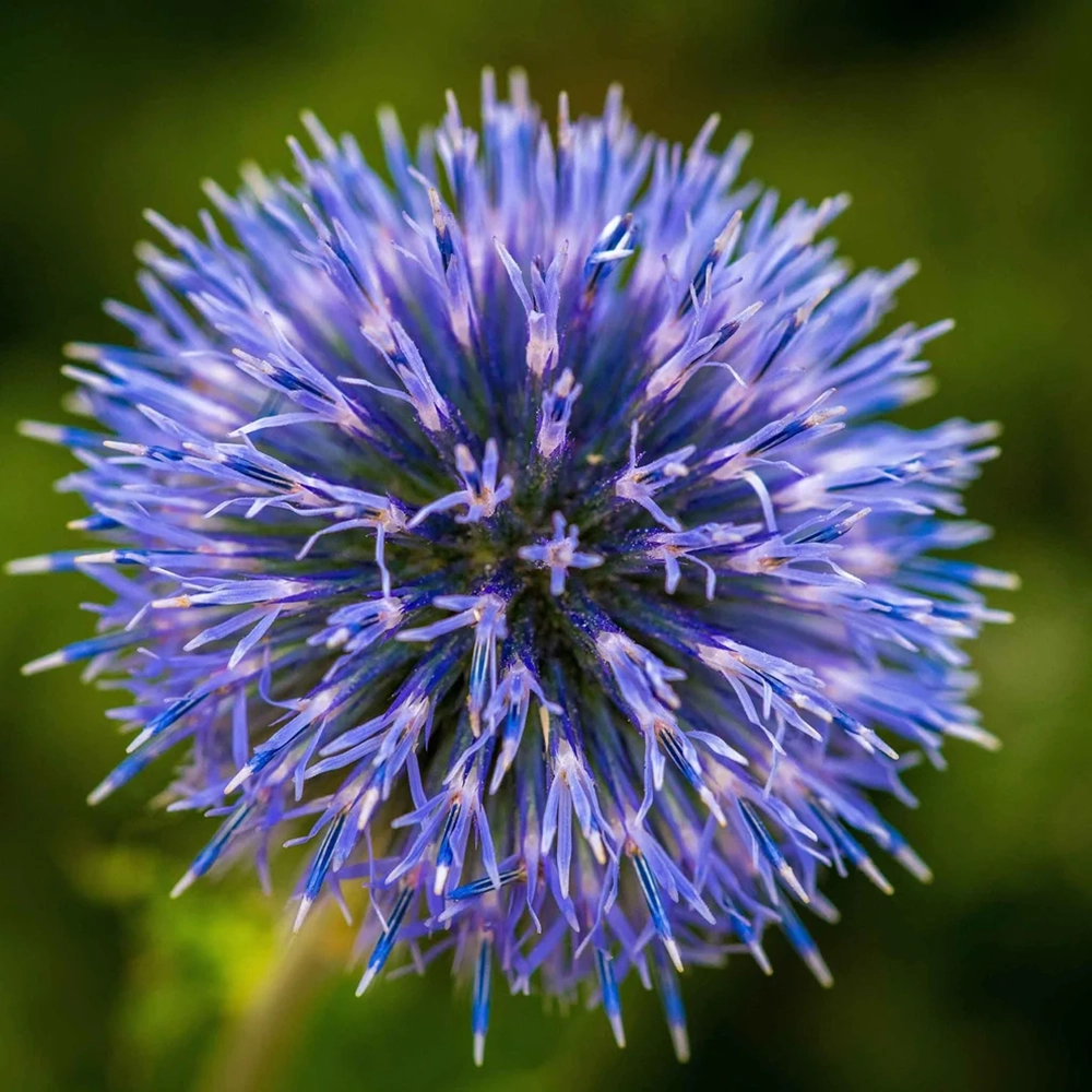 Echinops Blue flower