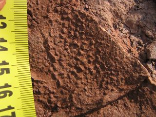 A dinosaur track mark with a well-preserved skin impression.