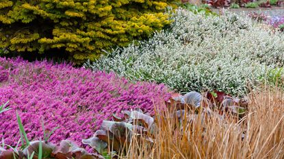 low-growing evergreen shrubs Winter plant association with conifer and heathers