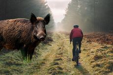 A wild boar next to a cyclist on a countryside path