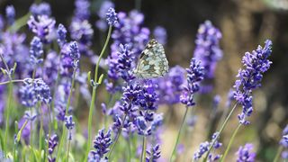 Lavender plant with blue butterfly