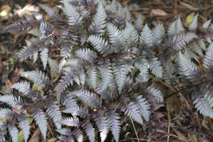 Fern Plant With Purple Veins