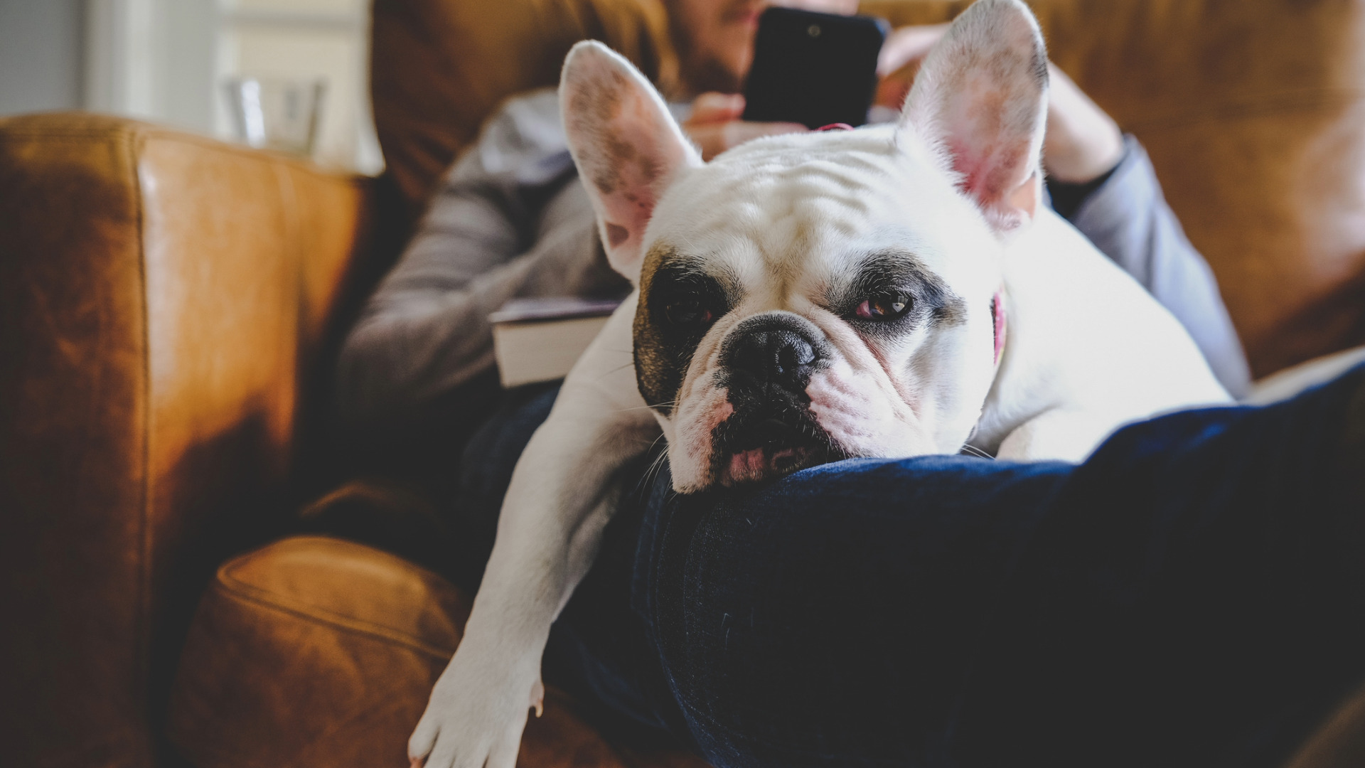 a french bulldog relaxes across his caregiver's legs