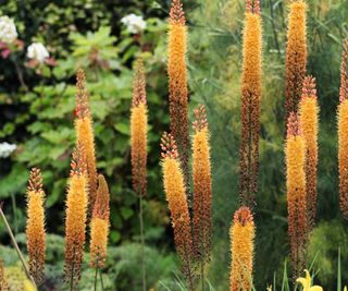 Eremurus Foxtail Lily