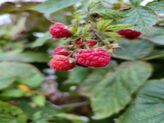 Photo of raspberry bush taken with Galaxy S20 FE.