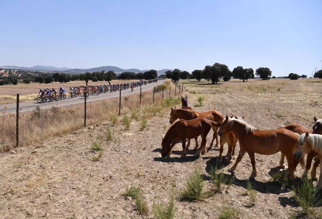 VILLANUEVA DE LA SERENA SPAIN AUGUST 27 A general view of the peloton compete while horses feed during the 76th Tour of Spain 2021 Stage 13 a 2037km stage from Belmez to Villanueva de la Serena lavuelta LaVuelta21 on August 27 2021 in Villanueva de la Serena Spain Photo by Stuart FranklinGetty Images
