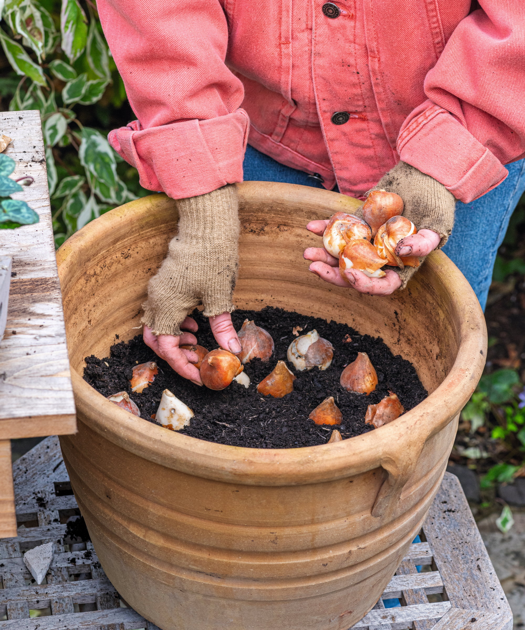A gardener is planting various spring bulbs into a terracotta pot half-filled with potting soil