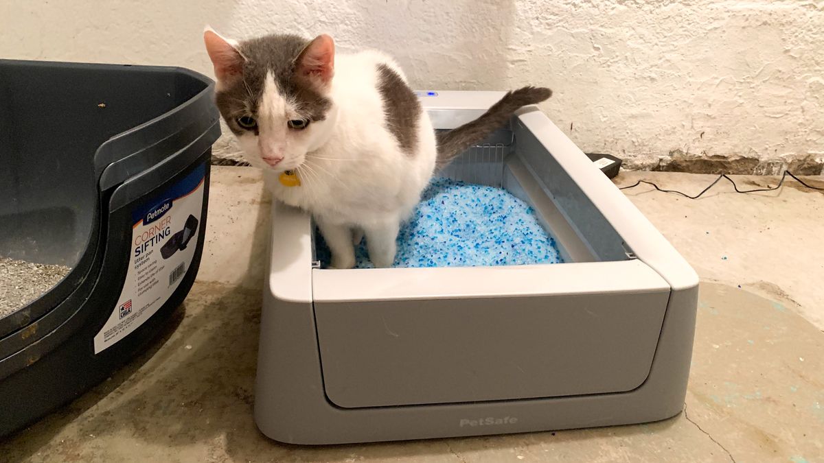 Petsafe ScoopFree Smart SelfCleaning Litterbox review Tom's Guide