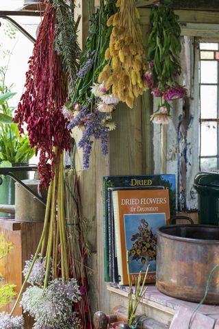 Dried flowers hanging in a potting shed