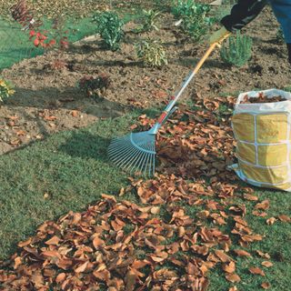 Raking fallen leaves on lawn in garden