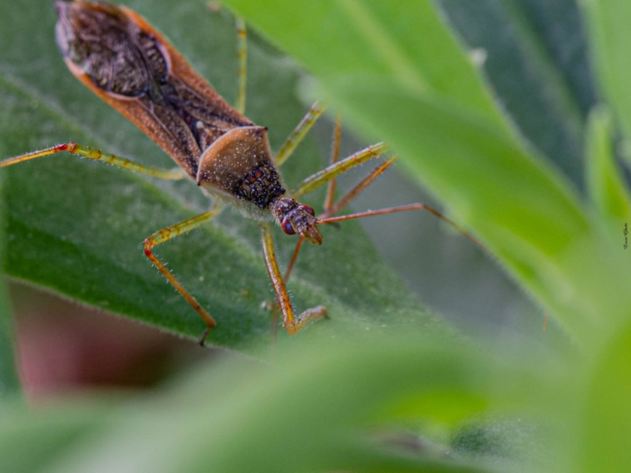 Assassin Bug On A Plant