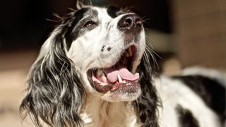 Dog with their mouth open showing bottom teeth