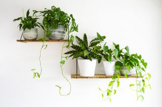 indoor plants on shelves