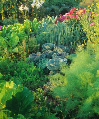 how to design a potager: interplanting cabbage, carrot and chard